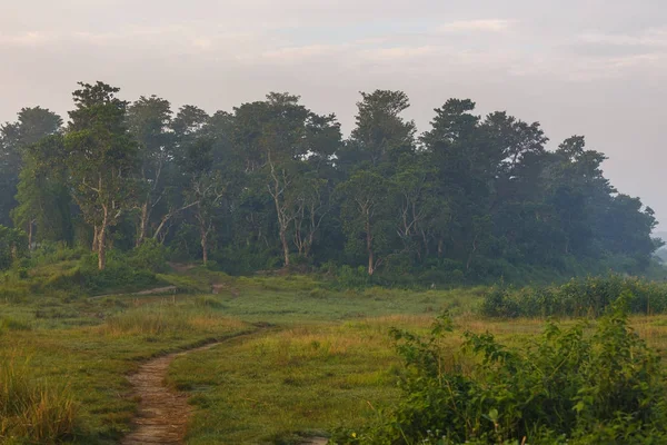 Im Inneren des Waldes in Chitwan. — Stockfoto