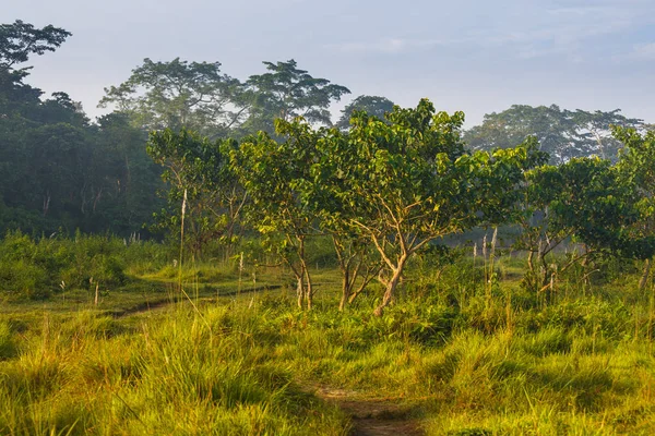 Im Inneren des Waldes in Chitwan. — Stockfoto