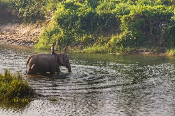 Elephant  with a guardian while bathing in the river in the  Roy — Stock Photo, Image