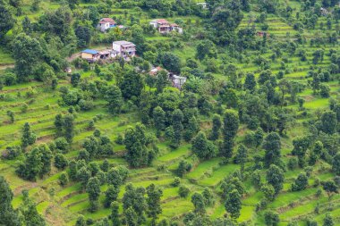 Yeşil pirinç tarlaları Pokhara Valley, Nepal