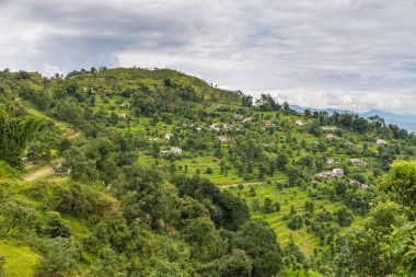 Yeşil pirinç tarlaları Pokhara Valley, Nepal