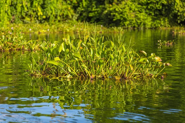 Usine d'eau dans le lac Phewa . — Photo