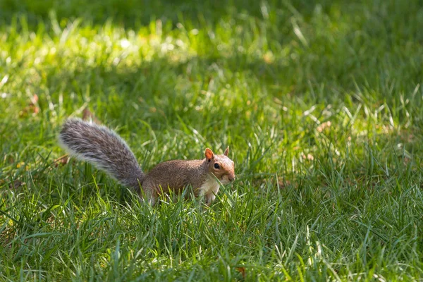 Eichhörnchen-Porträt im New Yorker Park. — Stockfoto