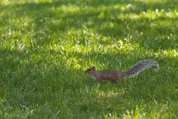 Retrato de esquilo no parque de Nova York . — Fotografia de Stock