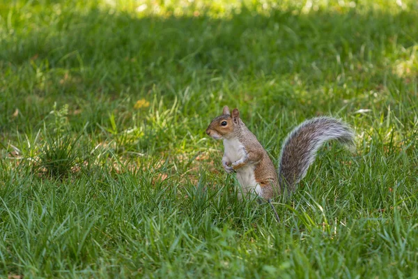 Πορτρέτο του σκίουρου στο πάρκο Νέας Υόρκης. — Φωτογραφία Αρχείου