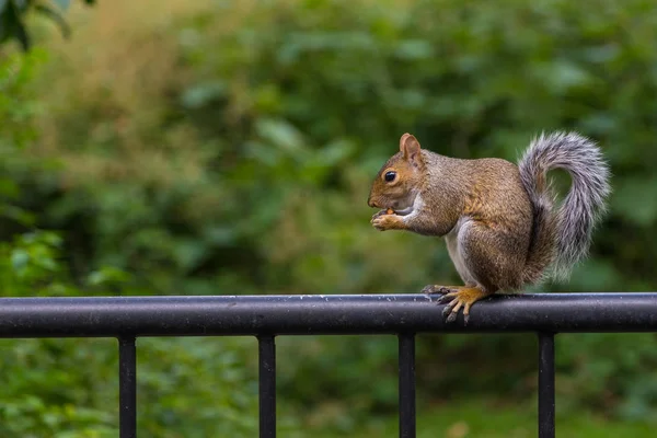 Retrato de ardilla en el parque de Nueva York . —  Fotos de Stock