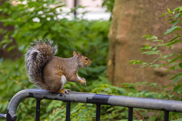 Retrato de ardilla en el parque de Nueva York . —  Fotos de Stock