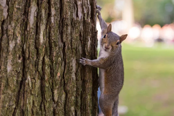 Retrato de ardilla en el parque de Nueva York . —  Fotos de Stock