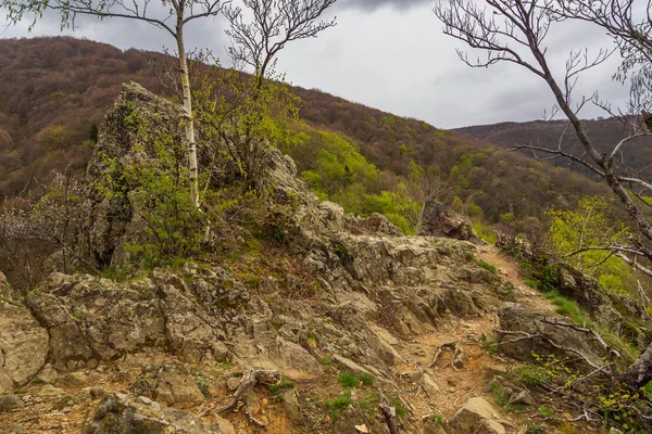 Les na kopcích masivu Vitosha, Bulharsko. — Stock fotografie