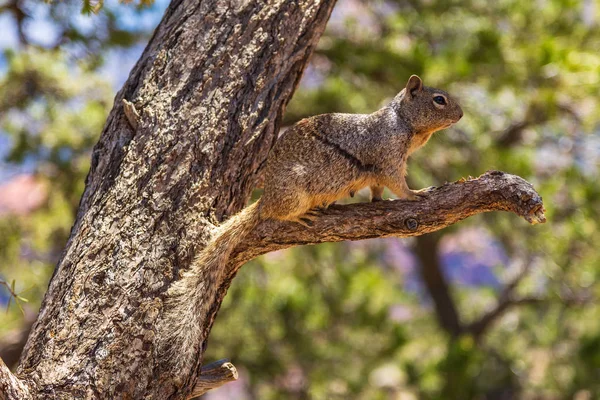 Retrato de una ardilla en un árbol, Arizona, EE.UU. . —  Fotos de Stock