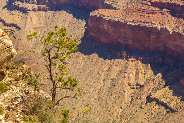 Árvore na borda do Grande Canyon, EUA . — Fotografia de Stock