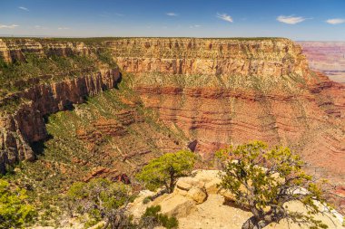 Büyük Kanyon 'un kıyısında ağaçlar, Arizona, Usa.