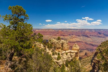 Büyük Kanyon 'un kıyısında ağaçlar, Arizona, Usa.
