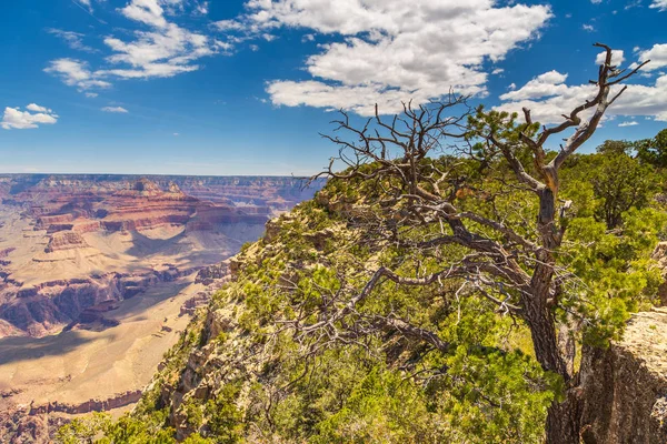 Træer på kanten af Grand Canyon, Arizona, USA . - Stock-foto