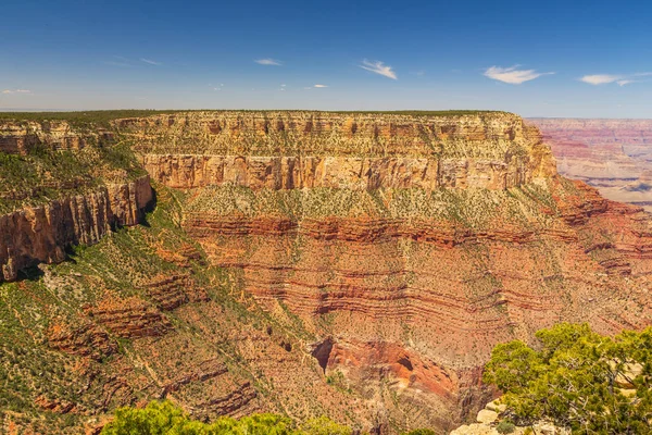 Krzewy na skraju Wielkiego Kanionu, Arizona, Usa. — Zdjęcie stockowe