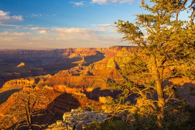 Büyük Kanyon 'un kıyısında ağaçlar, Arizona, Usa.
