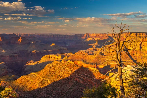 Drzewa na skraju Wielkiego Kanionu, Arizona, Usa. — Zdjęcie stockowe