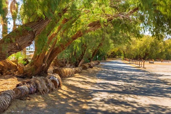 Plantação de palmeiras em Furnace Creek, Death Valley, Califórnia, EUA . — Fotografia de Stock