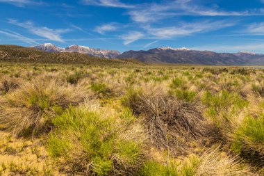 Mono Gölü çevresindeki alanlar, kaya oluşumları ve bitki örtüsü, California, Usa.