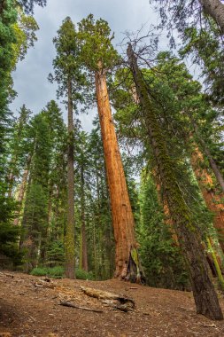 Dev sekoya ağacı, sequoia Ulusal Parkı, Kaliforniya, ABD.