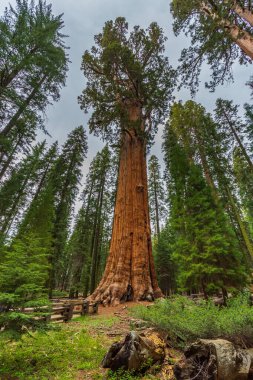 Dev sekoya ağacı, sequoia Ulusal Parkı, Kaliforniya, ABD.