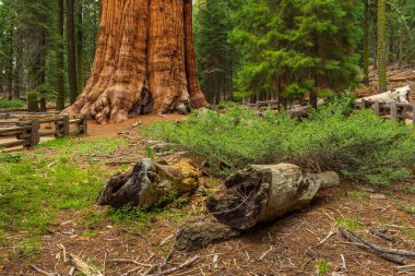 Dev sekoya ağacı, sequoia Ulusal Parkı, Kaliforniya, ABD.
