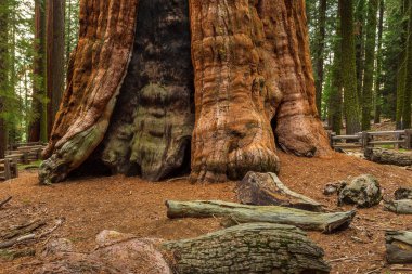 Dev sekoya ağacı, sequoia Ulusal Parkı, Kaliforniya, ABD.