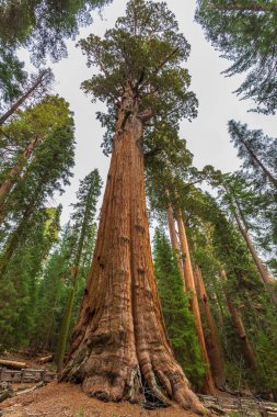 Dev sekoya ağacı, sequoia Ulusal Parkı, Kaliforniya, ABD.