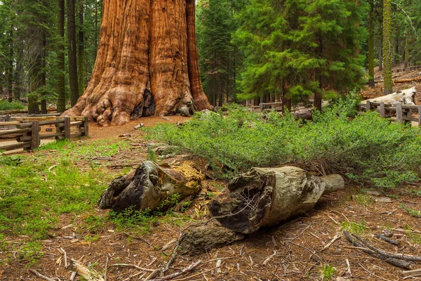 Dev sekoya ağacı, sequoia Ulusal Parkı, Kaliforniya, ABD.