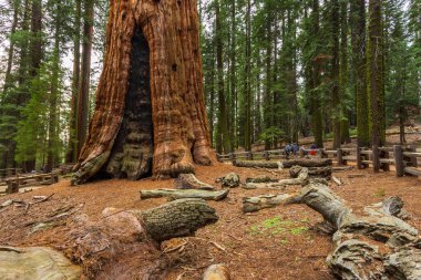Dev sekoya ağacı, sequoia Ulusal Parkı 'nda yer alan sekoya ağacı. Yürüyüşteki insanlar. Kaliforniya, ABD.