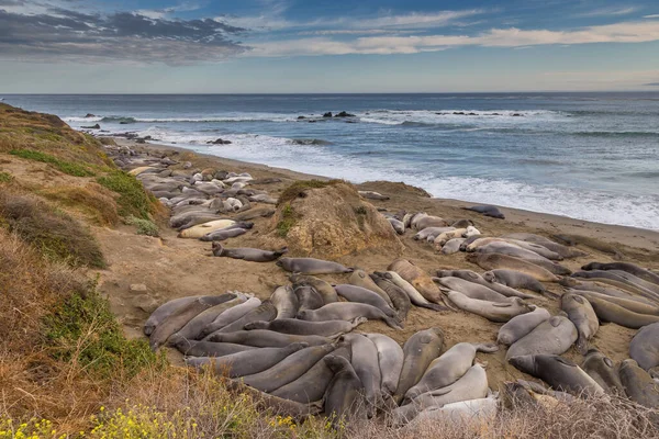 Elefantes Morsas Tiradas Playa Sendero Costero California Océano Pacífico — Foto de Stock