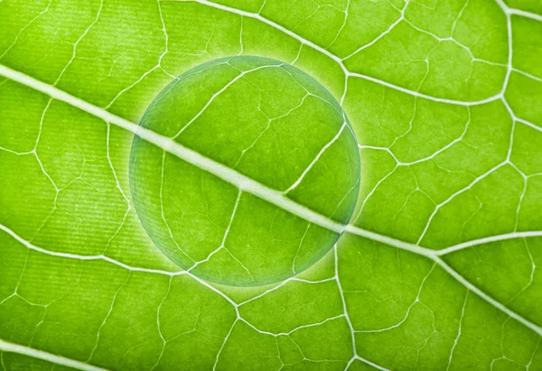 Planète avec texture de feuille naturelle. Collage — Photo