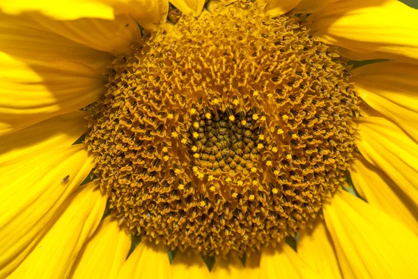 Bright yellow sunlight close up — Stock Photo, Image
