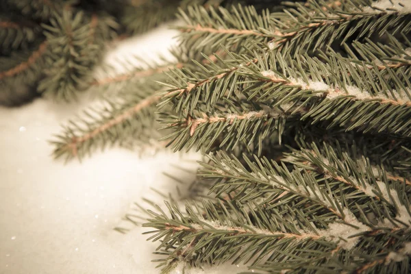 Ramo de árvore de abeto em um fundo de neve branco. Ano Novo e Natal — Fotografia de Stock