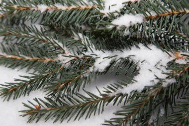 Beyaz kar arka plan üzerinde köknar ağacı dalı. Yeni yıl ve christm