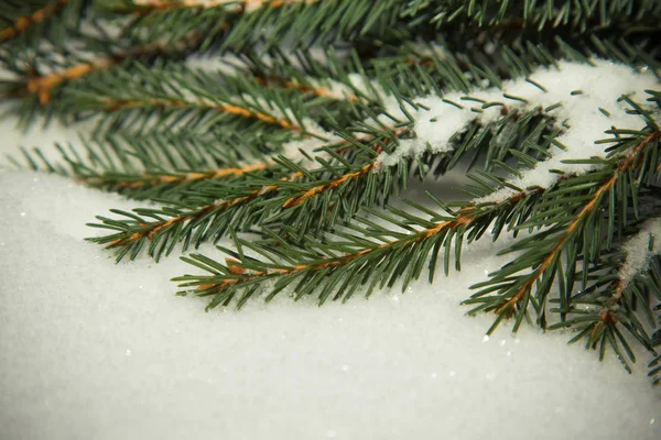 FIR trädgren på en vit snö bakgrund. Nyår och jul — Stockfoto