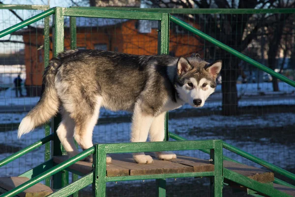Cachorro de alaskan malamute en un campo de entrenamiento en invierno — Foto de Stock
