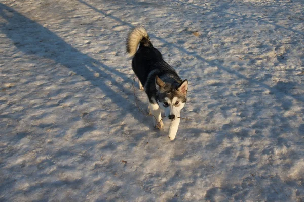 Szczeniak z Alaski malamute na poligonie w zimie — Zdjęcie stockowe