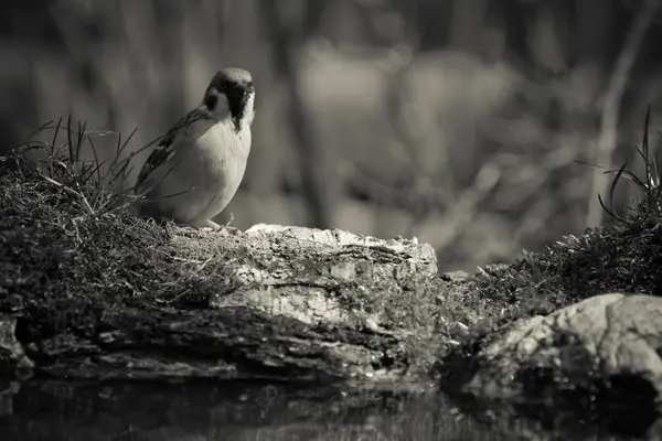 Sparrow (Passer domesticus) on the shore of the forest pond for — Stock Photo, Image