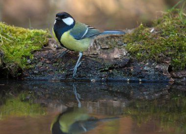 Baştankara (Parus major) natur orman göl kıyısında