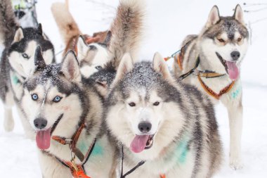 Bir kış ormandaki husky köpekleri ile kızak. Totma şehrin Vol