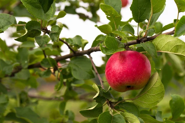 Taze olgun elma ağacı bir bahçe üzerinde. Seçici odak. Sığ 