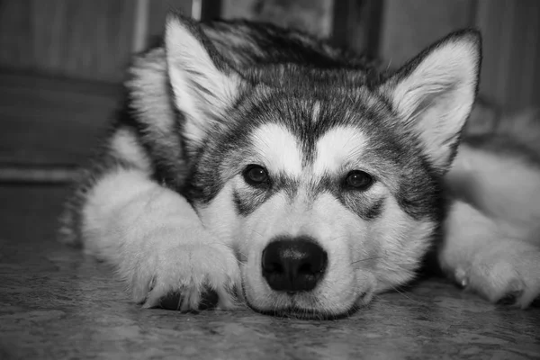 年轻的阿拉斯加雪橇犬躺油毡地板上。选择性的焦点 — 图库照片