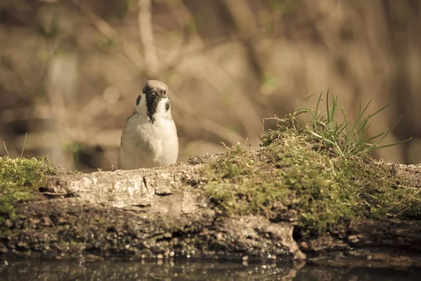 Sparrow (Passer domesticus) sur le rivage de l'étang forestier pour — Photo