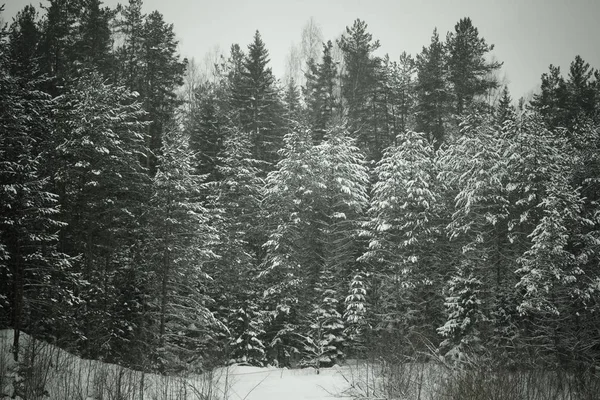 Снежная зима в лесу. Toned — стоковое фото