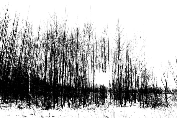 Vinter i skogen. Fantasikonst bearbetning av bilder för en col — Stockfoto