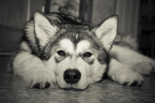 Unga alaskan malamute lägger på ett linoleumgolv. Selektivt fokus — Stockfoto