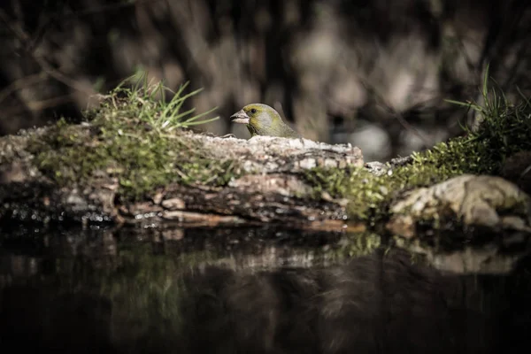 Greenfinch (Carduelis chloris) na margem da lagoa da floresta — Fotografia de Stock