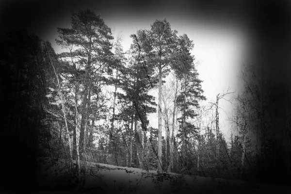 Winter in the forest. Fantasy art processing of photos with blac — Stock Photo, Image