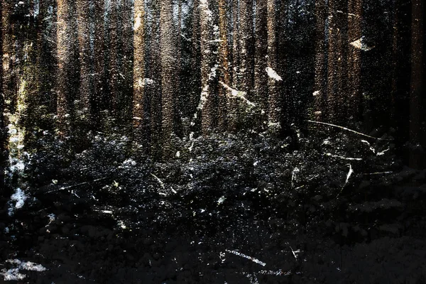 Winter in the forest. Fantasy art processing of photos for a col — Stock Photo, Image